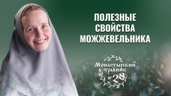 Можжевельник. Свойства и применение. Чай из трав. Монастырский травник