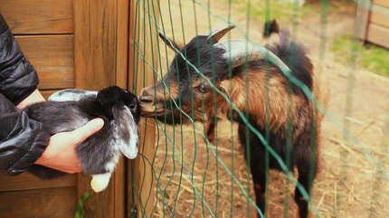 Питомцы для наших подопечных