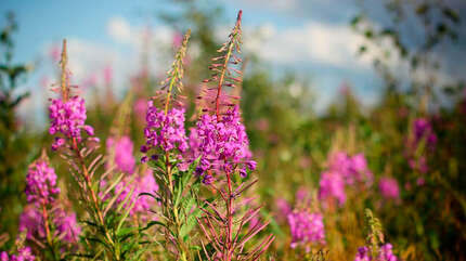 Чай по имени Иван