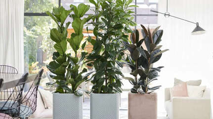 Бабушкин фикус — домашний доктор