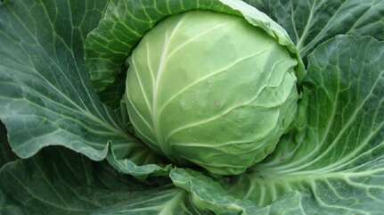 Капуста белорусская