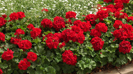 Пеларгония — настоящий домашний лекарь