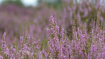 Поможем бронхам и легким
