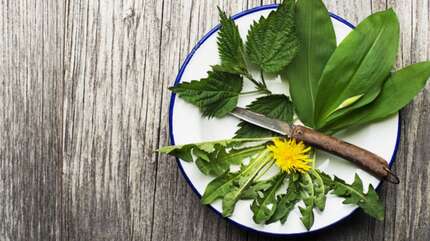 Сныть, одуванчик и крапива — природные «лекарства»