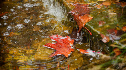 Год с русскими поэтами