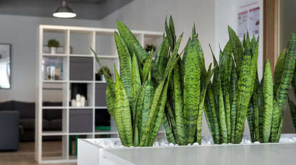 Сансевьера — «союзница» в борьбе с вирусами