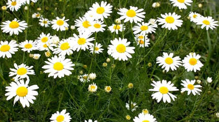 Травы — можно, если осторожно (ч. 2)