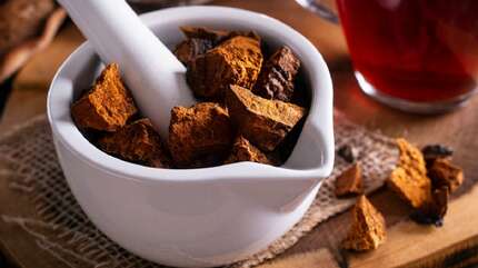 Чага — гриб-помощник