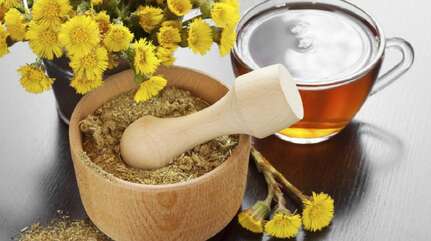 Мать-и-мачеха — известные свойства и не только