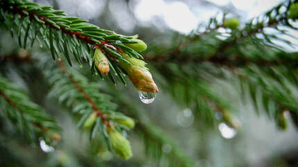 Из жизни елки