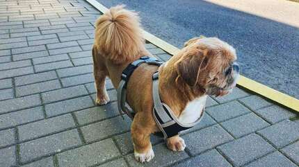 Марсик (часть 3)