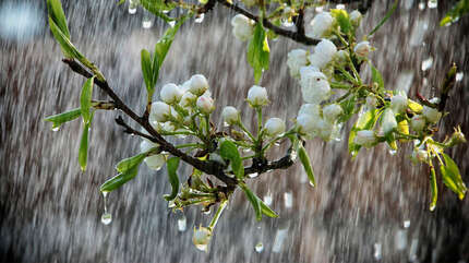 «Последняя туча рассеянной бури!..»