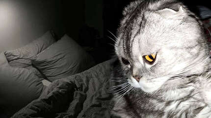 Пушистое искушение