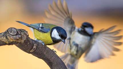 Всякое дыхание да хвалит Господа!