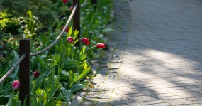 тюльпаны вдоль монастырской дорожки