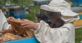 пчеловоды достают рамки с сотами