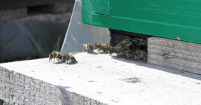 пчелы у входа в улей