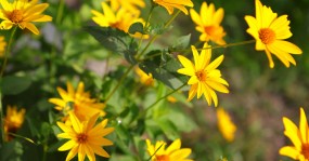 желтые цветки