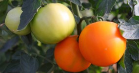 помидоры зеленый и оранжевые
