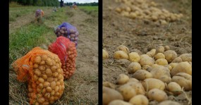 картошка в мешках картошка на поле