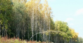 лес согнутая береза