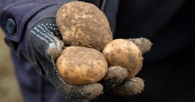 картошка в руке
