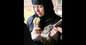 кролик на руках у монахини