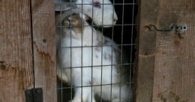 два кролика в клетке