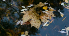 кленовый лист в воде