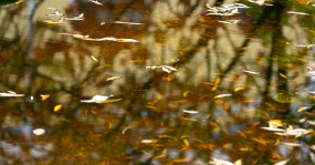 листья в воде