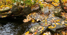 желтые листосточки ручей