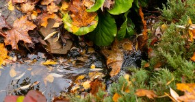 вода разноцветные листья