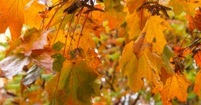 разноцветные кленовые листья