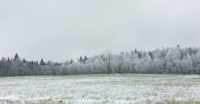 лес запорошенный снегом
