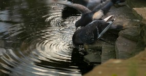 голуби пьют воду из монастырского пруда