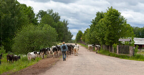 коровы идут на пастбище