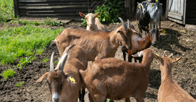 коричневые козы