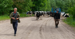 братья ведут коров
