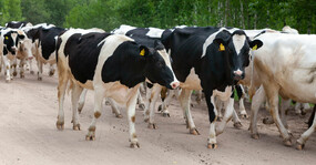 стадо коров