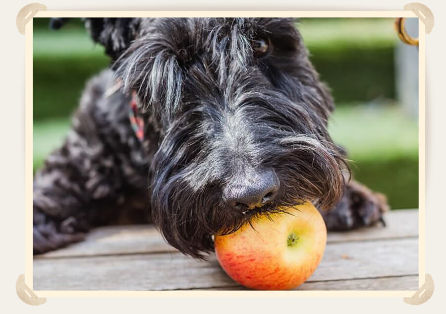 черная собака яблоко 