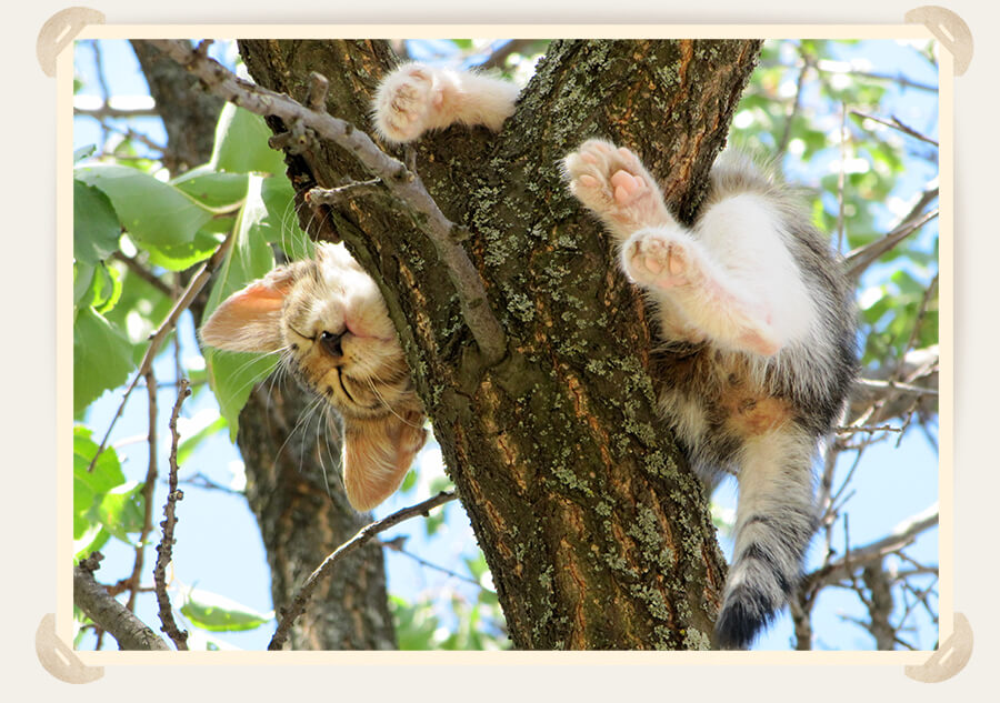 котик на дереве 