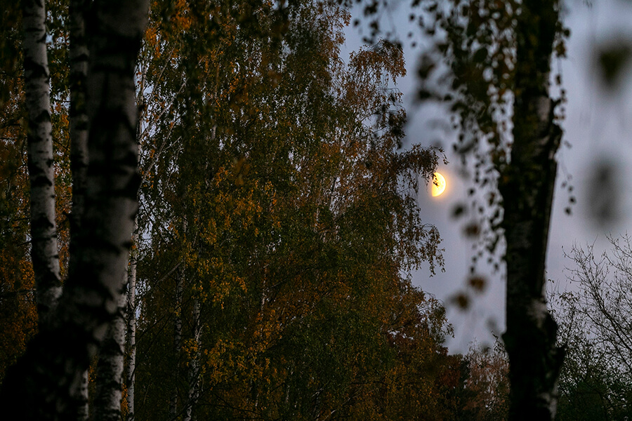осень деревья луна 