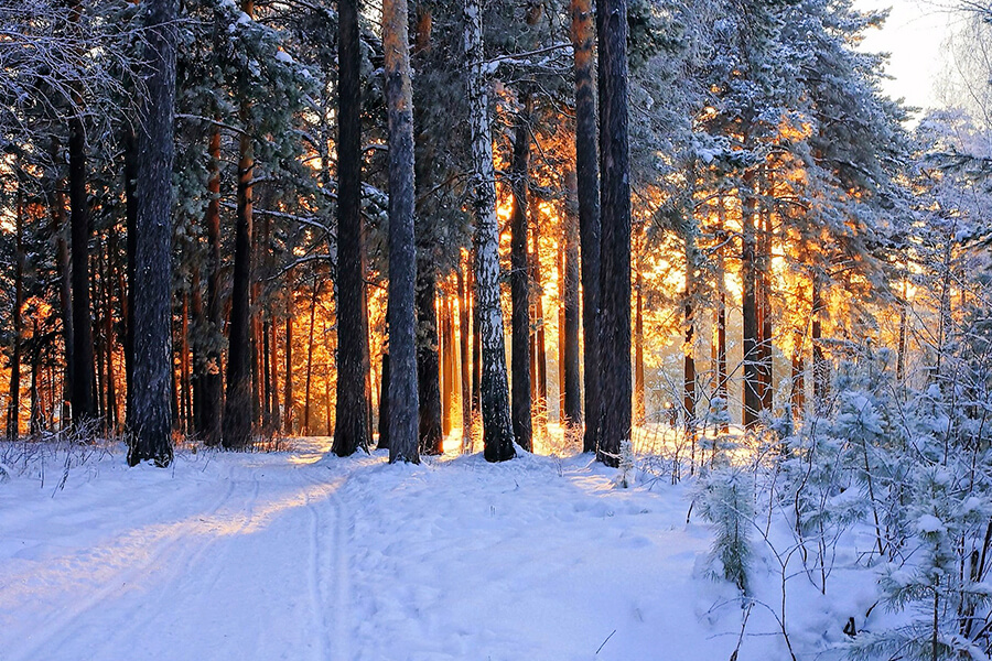 зимний лес 