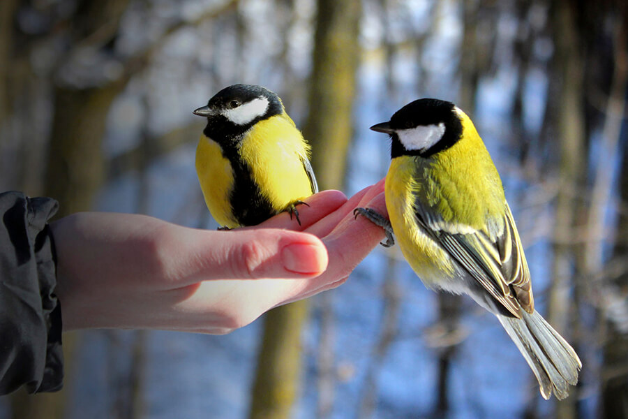 птички на руке 