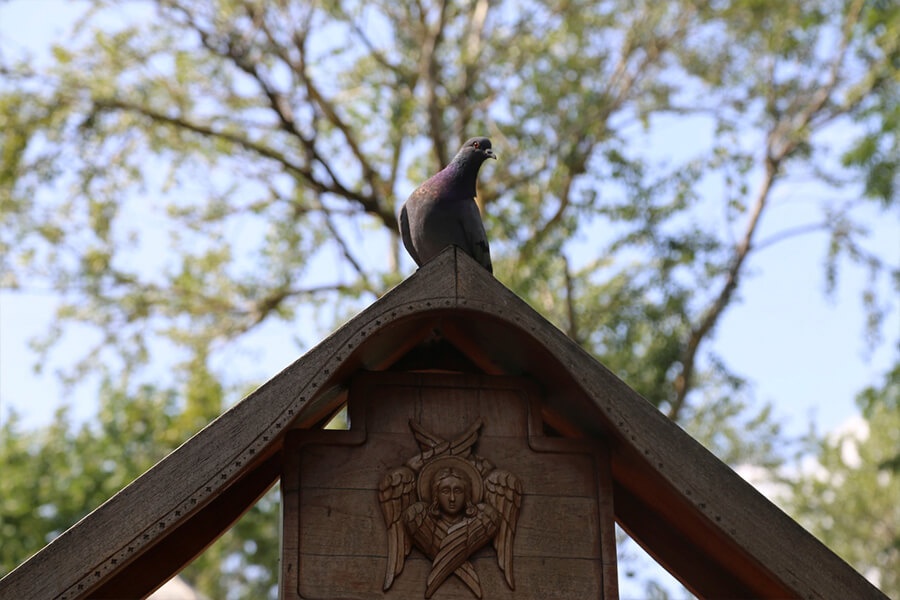 голубь сидит на конхе