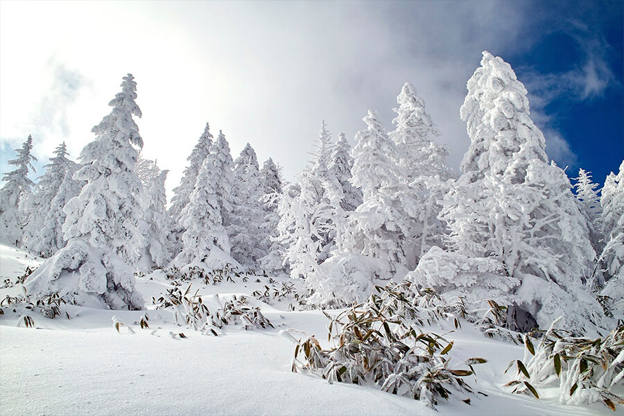 сказочный лес весь в снегу 