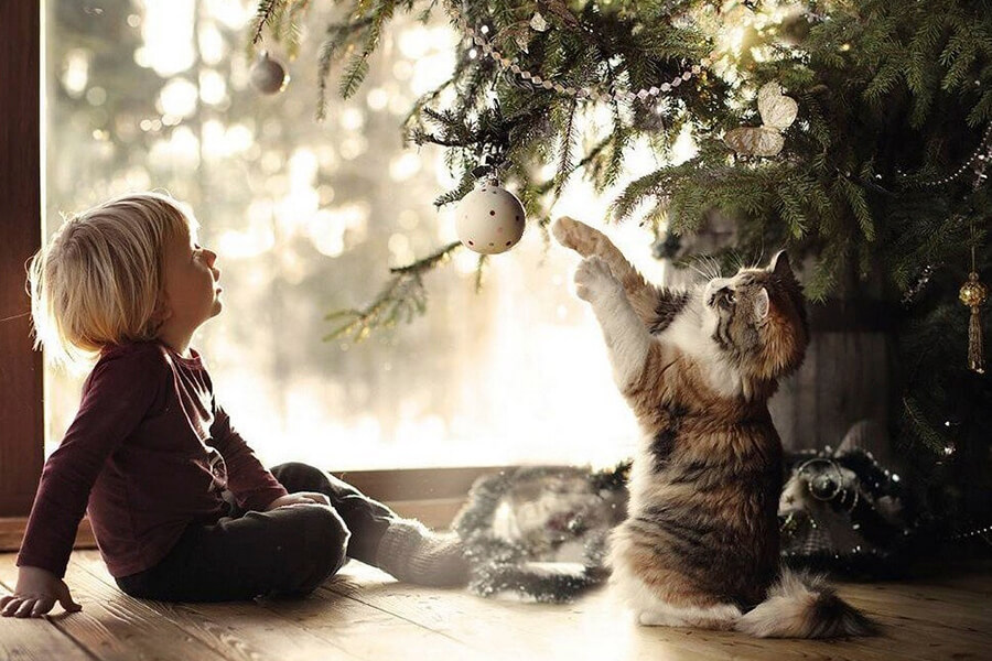 кошка играется с игрушкой на елке 