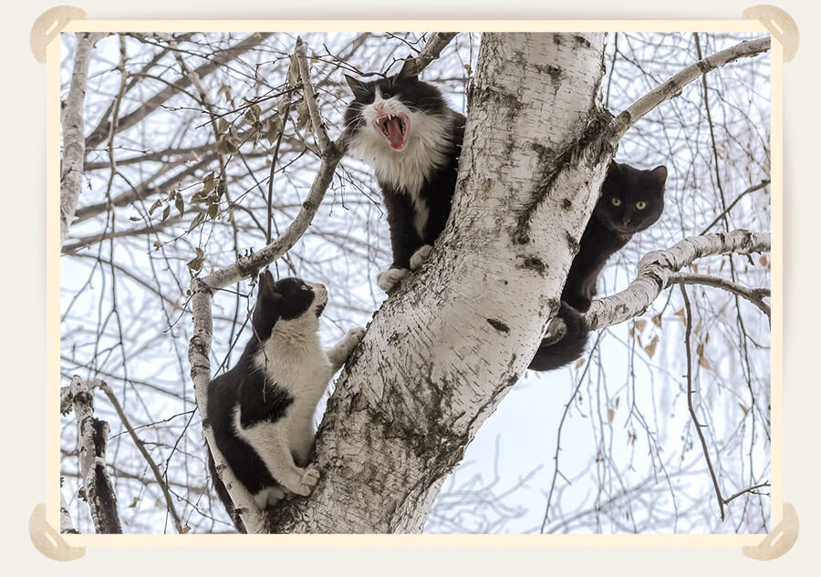 коты на дереве
