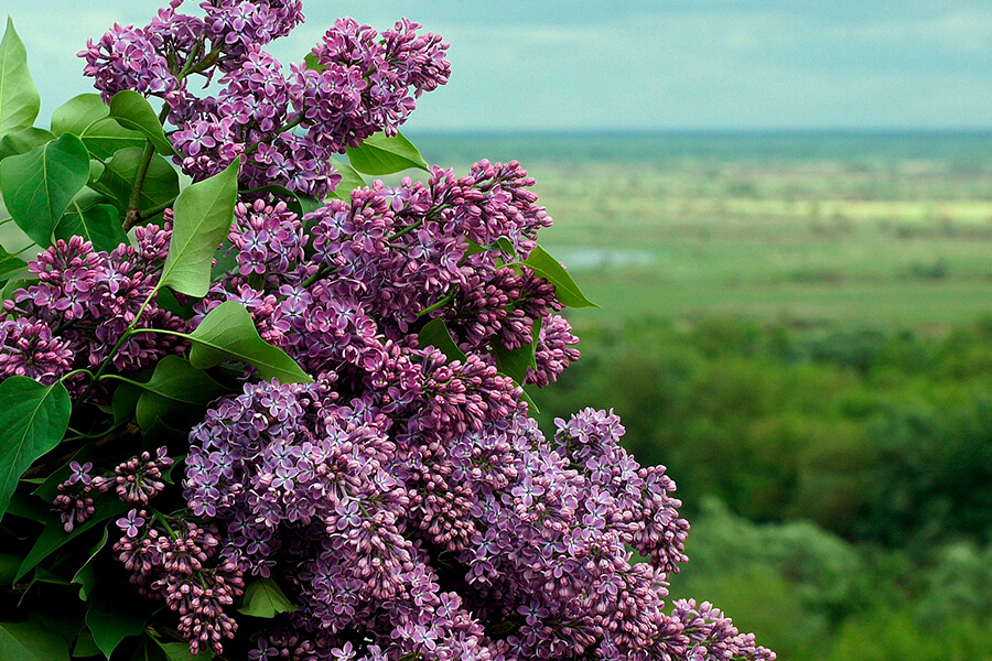 сирень 