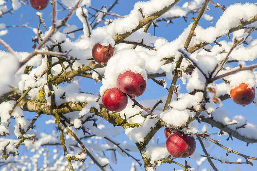 яблоки в снегу 